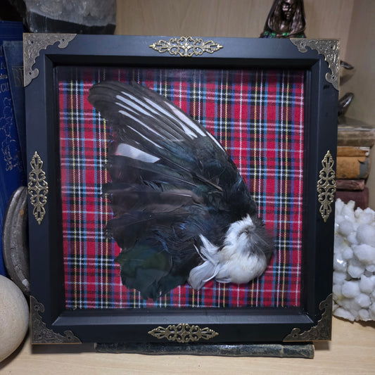 Magpie Wing Deep Frame