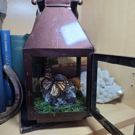 Monarch Lantern