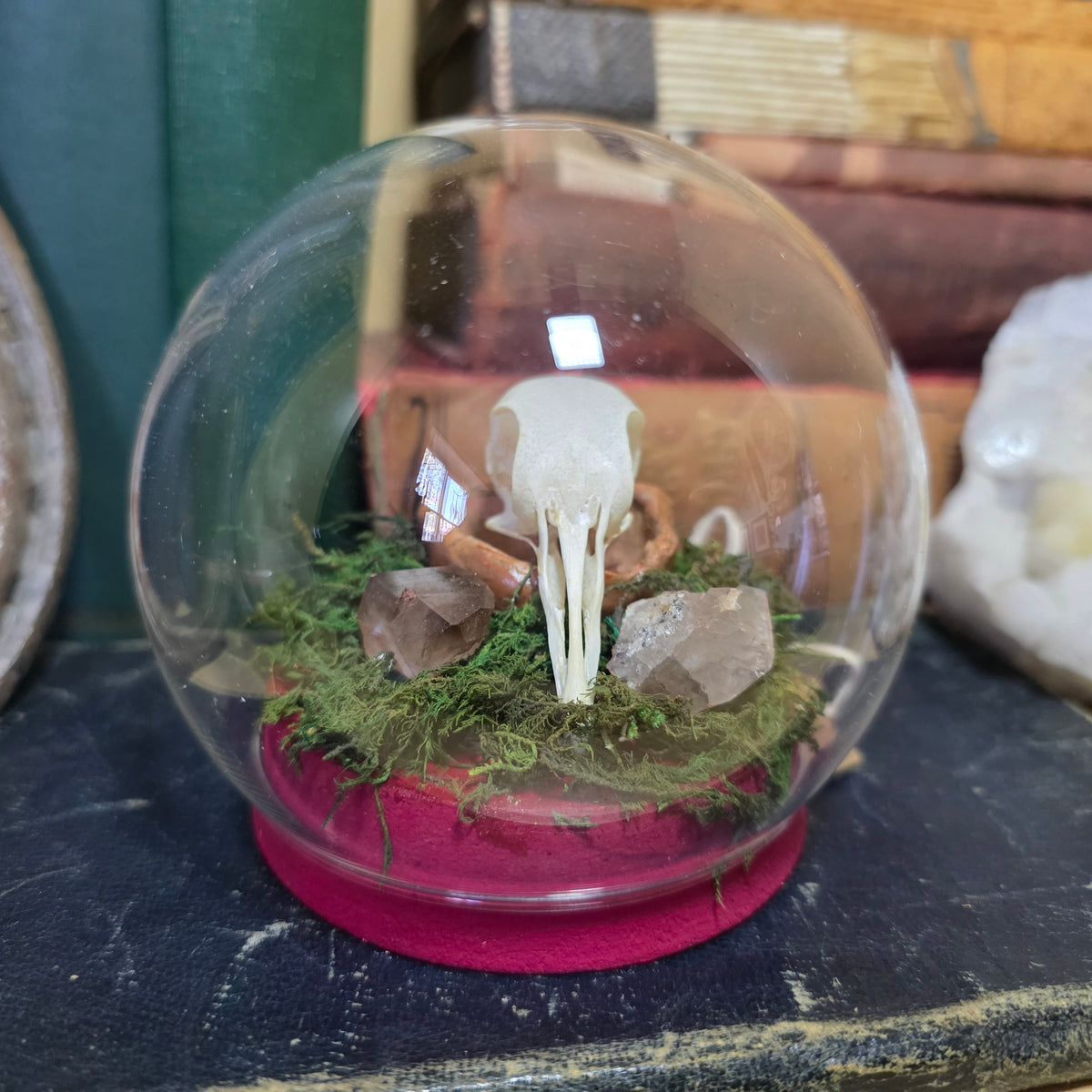 Pigeon Skull Bubble Dome