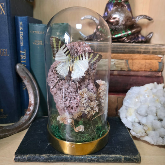 Swordtail Dome