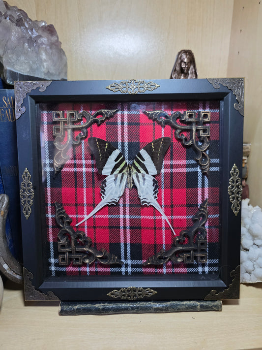 Swordtail Deep Frame