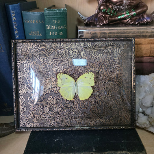 Butterfly Convex Frame