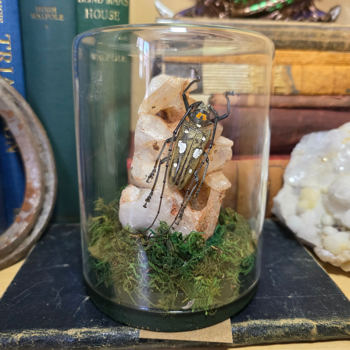 Longhorn Beetle Jar