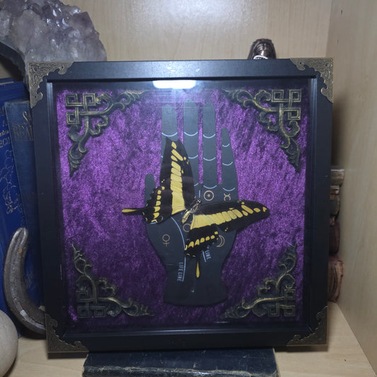 Swallowtail Deep Frame