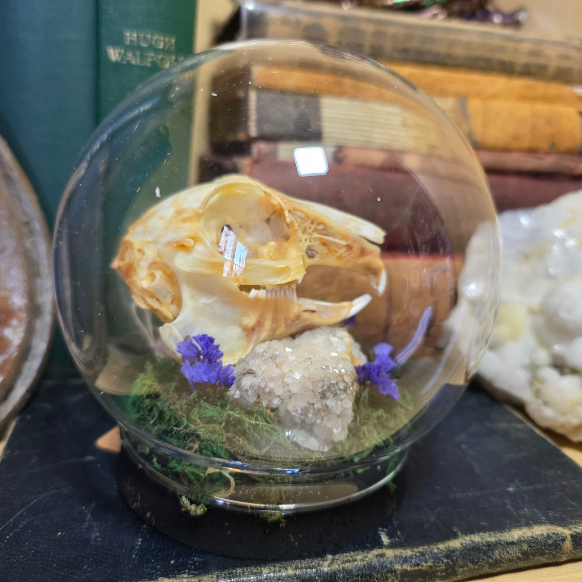 Hare Skull Bubble Dome