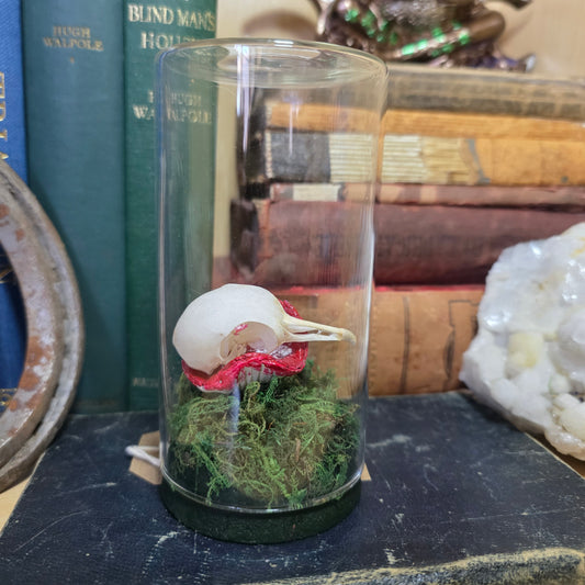 Pigeon Skull Jar