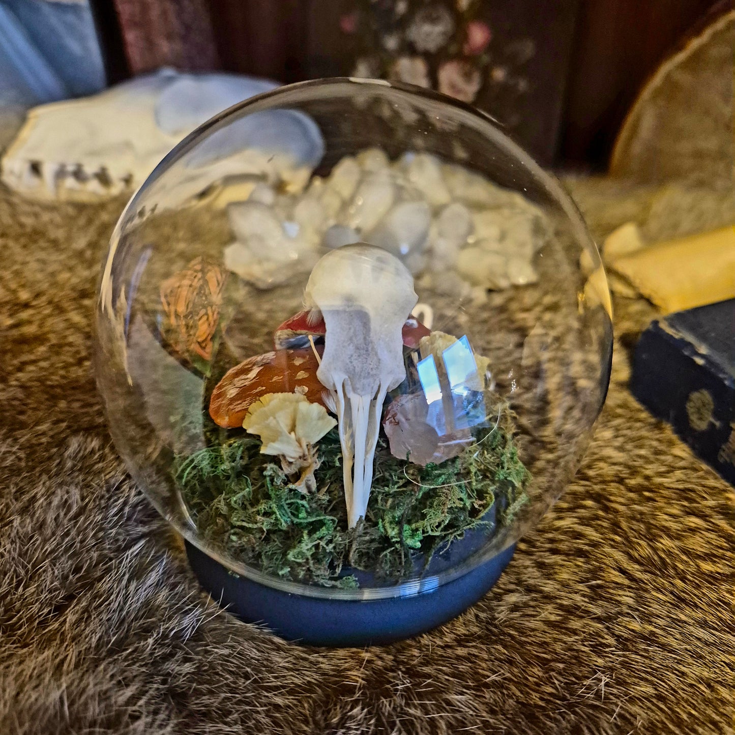 Pigeon Skull Bubble Domes