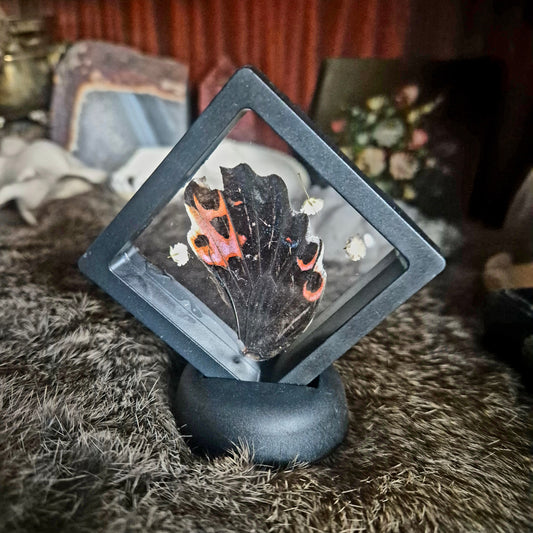 Butterfly Wing Frame