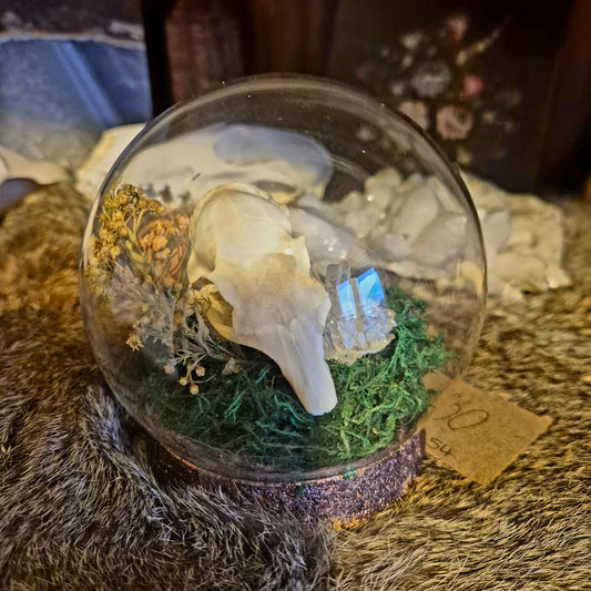 Squirrel Skull Bubble Dome