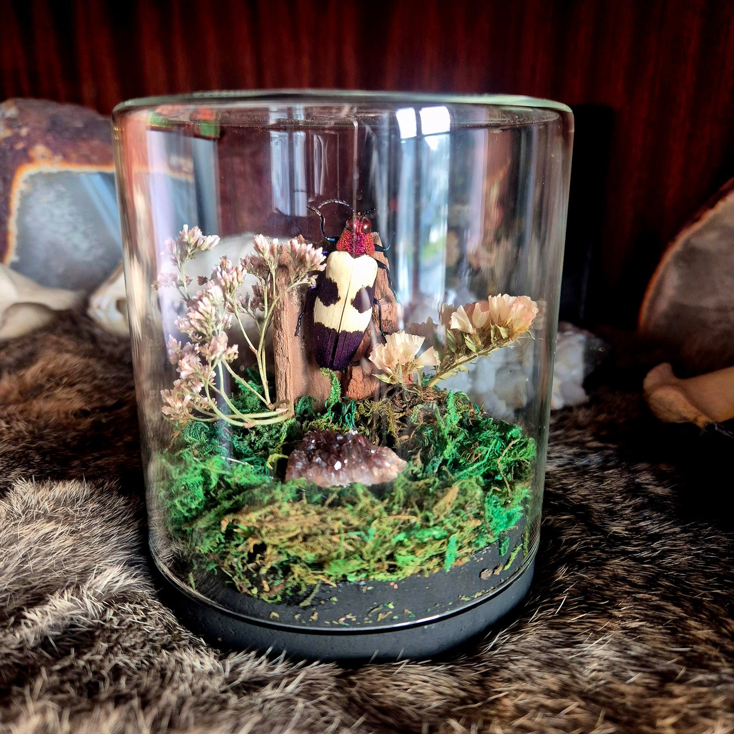 Chrysochroa Jewel Beetle Jar