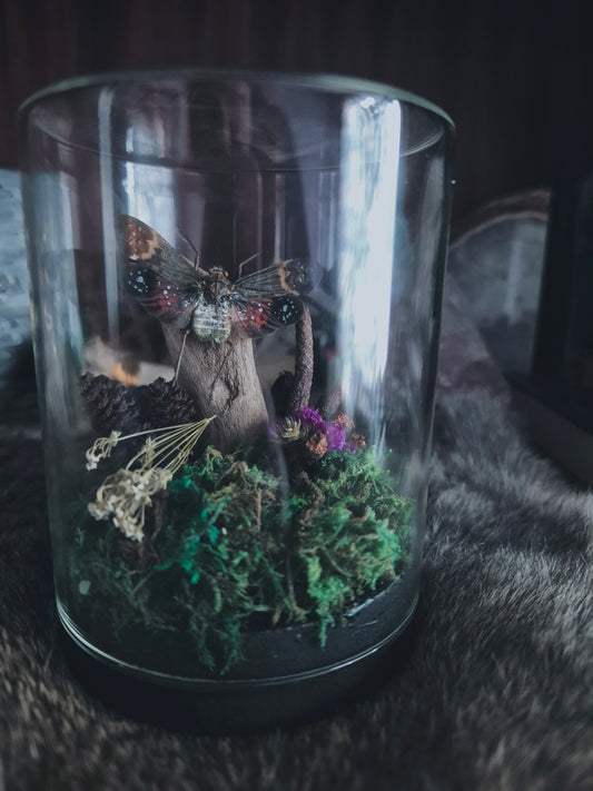 Red Lantern Fly Dome