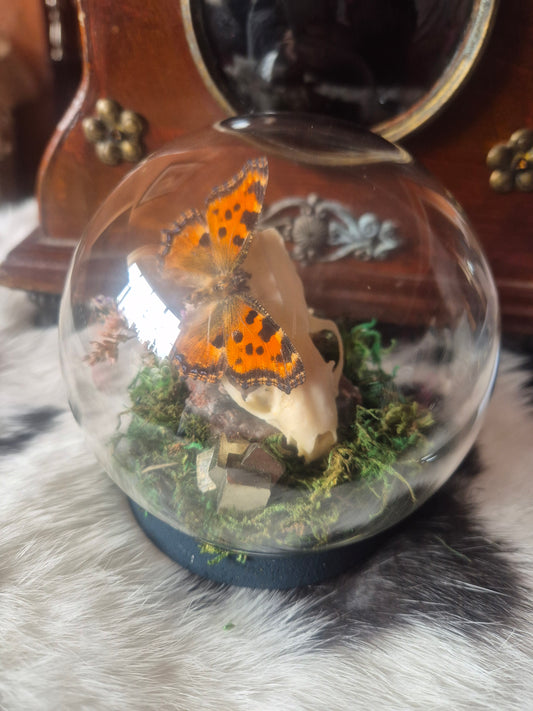 Stoat Skull and Tortoise Shell