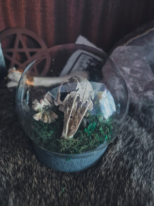 Rabbit Skull Dome
