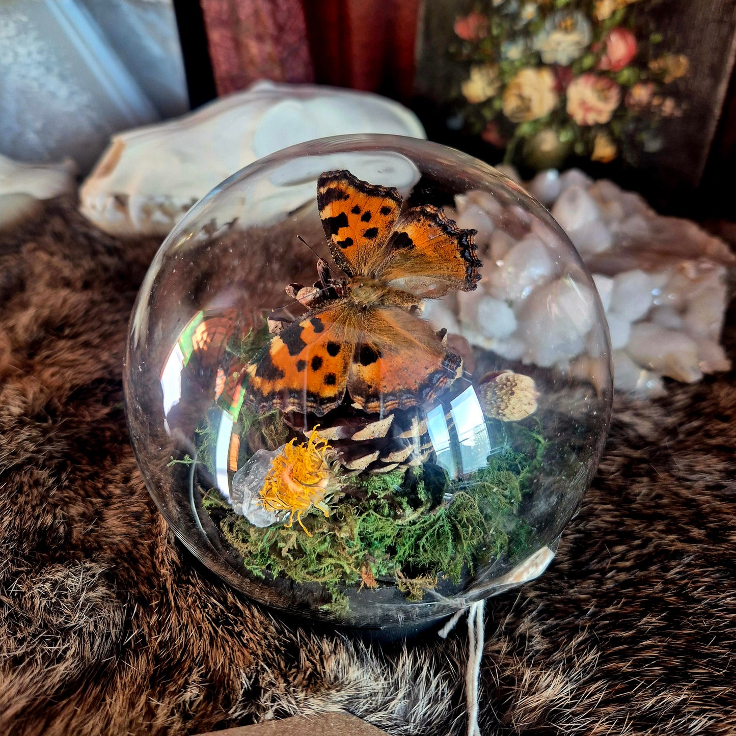 Tortoiseshell Bubble Dome