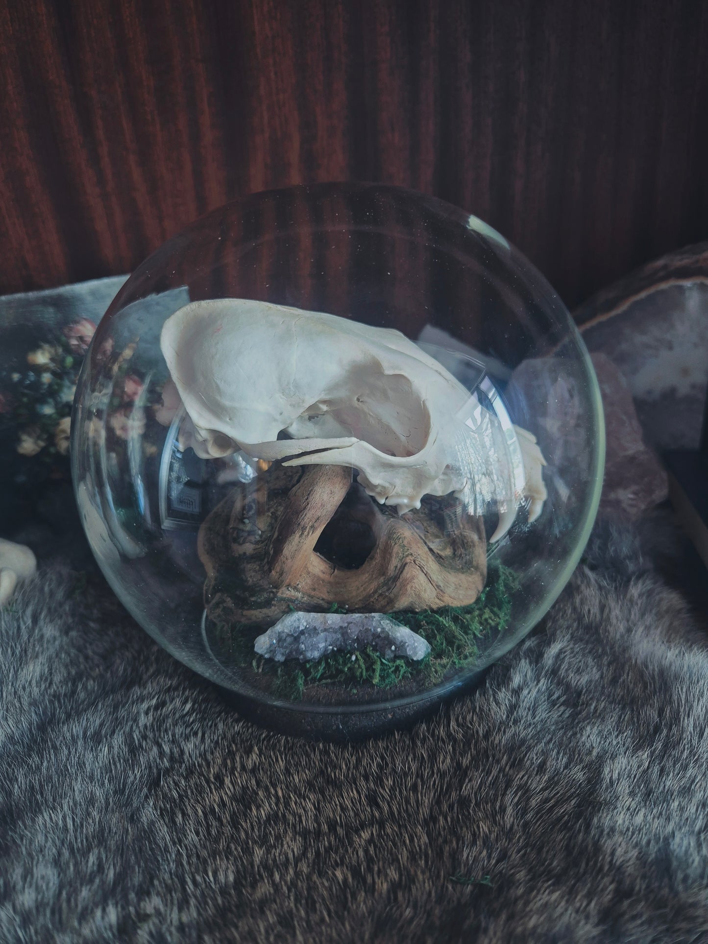 Fox Skull Dome