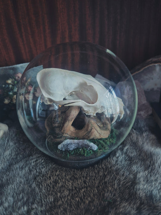 Fox Skull Dome