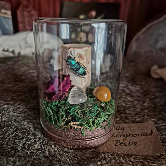 Pretty Longhorn Beetle Jar