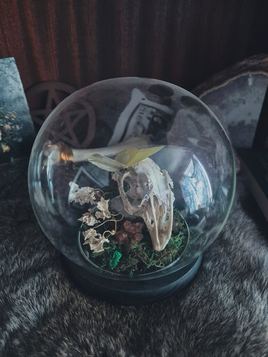 Rabbit Skull And Butterfly Dome