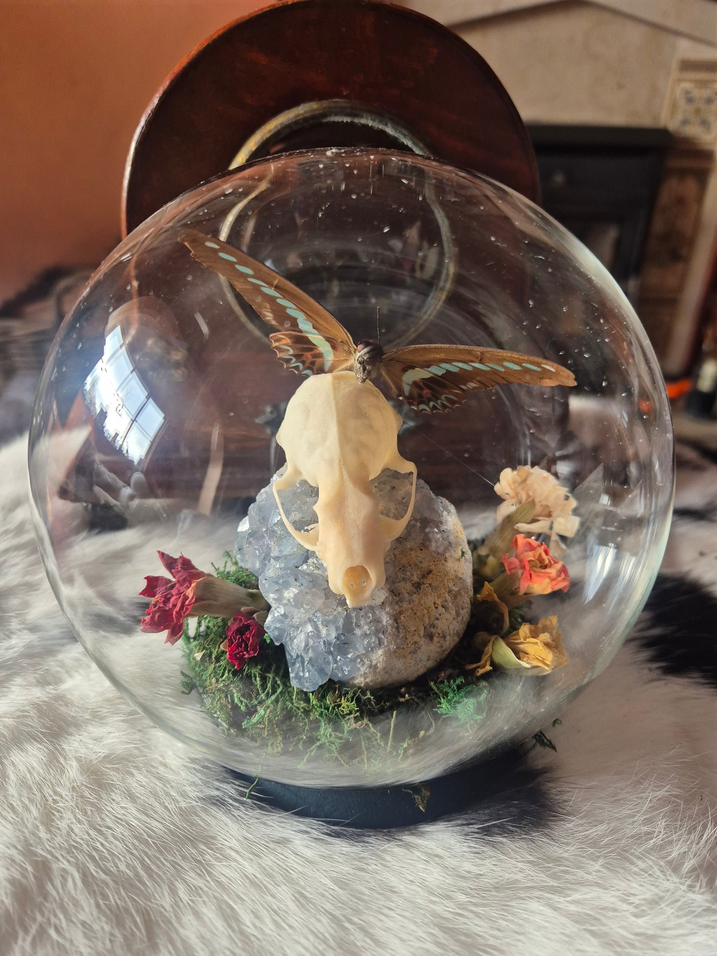 Stoat Skull and Bluebottle