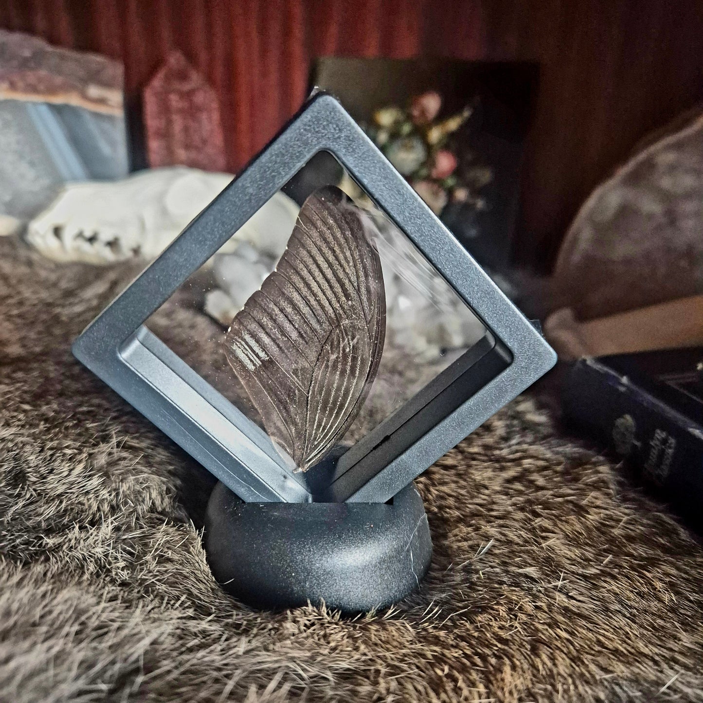 Butterfly Wing Frame