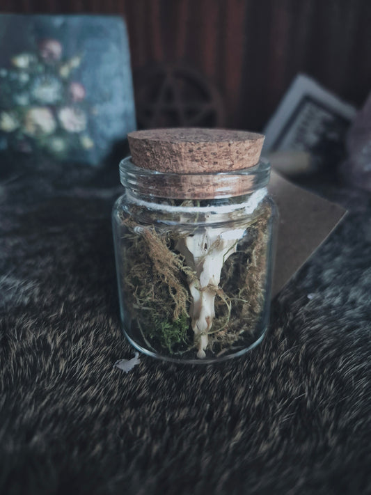 Curio Jar