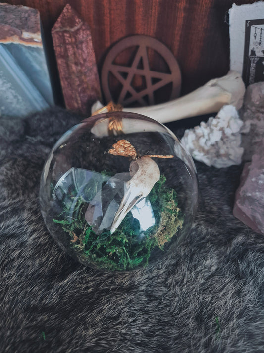Pigeon Skull and Butterfly Dome
