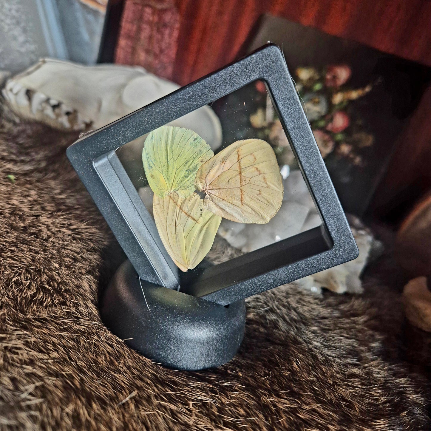 Butterfly Wing Frame