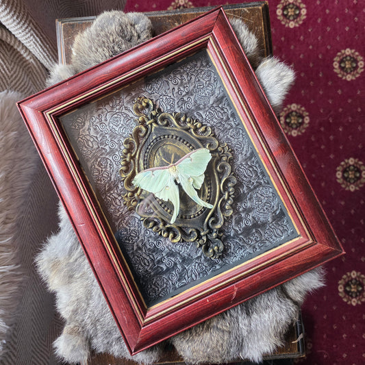 Luna Moth Frame