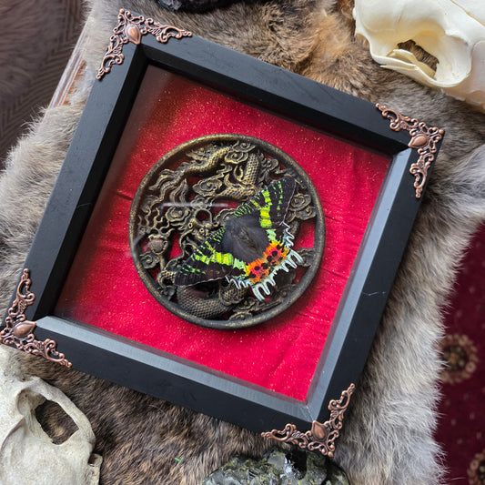 Madagascan Sunset Moth Frame