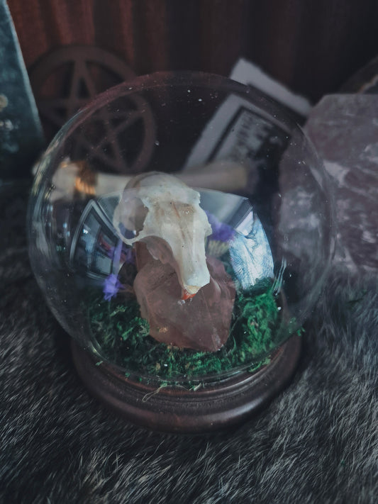 Squirrel Skull Dome