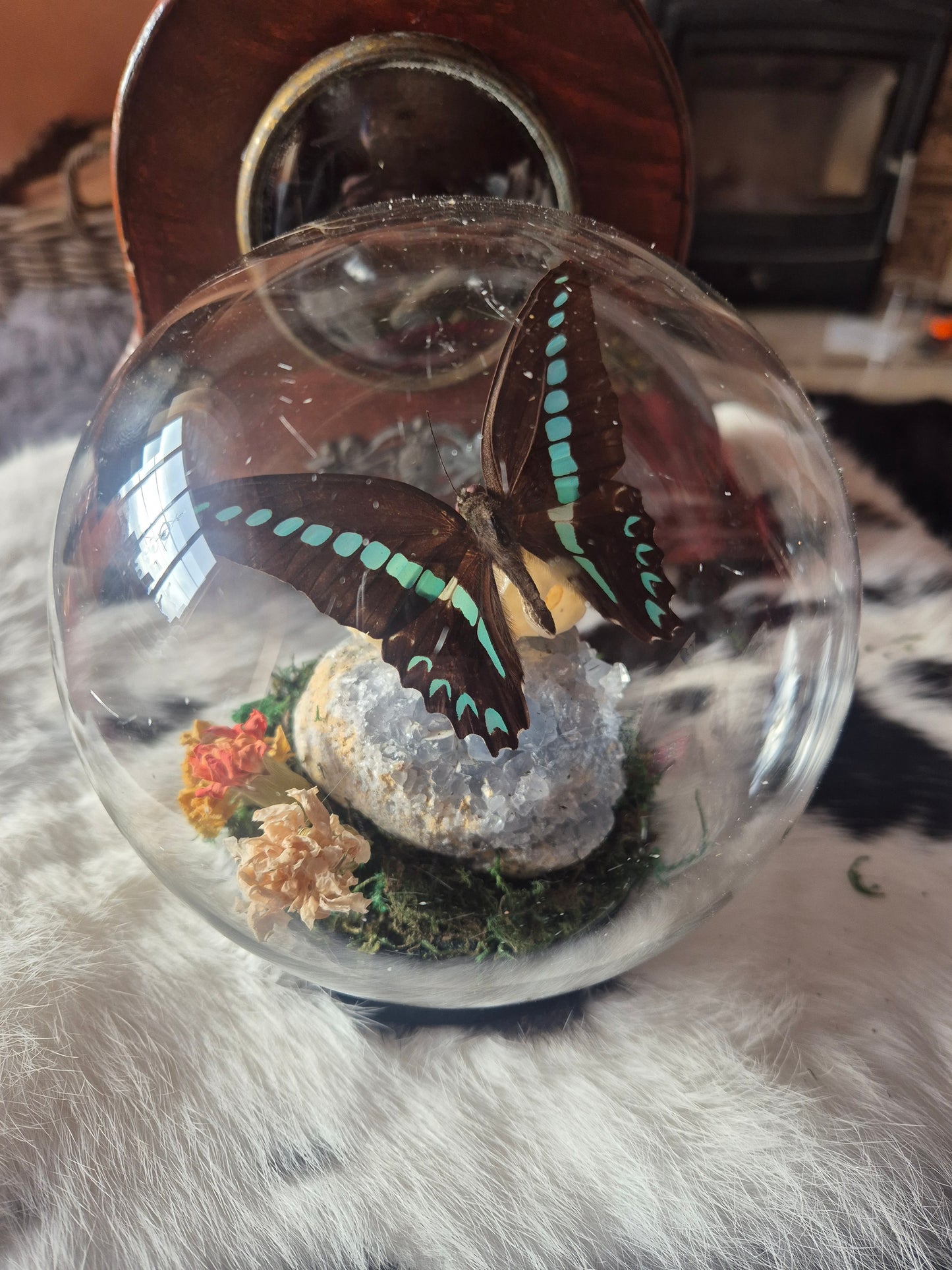 Stoat Skull and Bluebottle