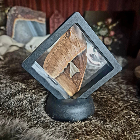 Butterfly Wing Frame