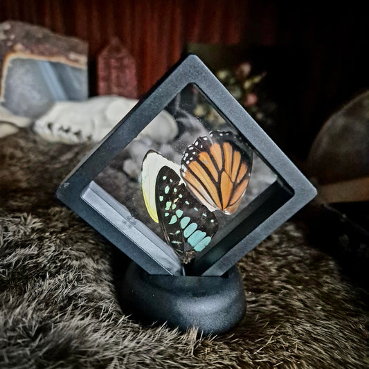 Butterfly Wing Frame