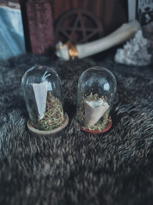 Shark Tooth Mini Dome