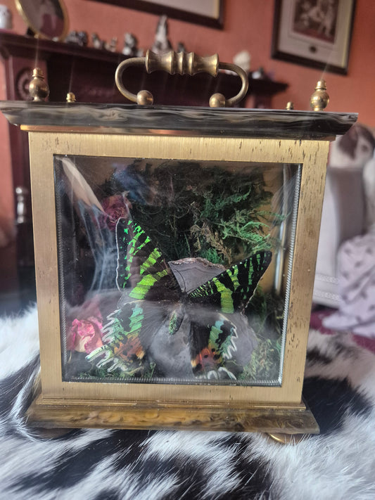 Madagascan Moth in Clock