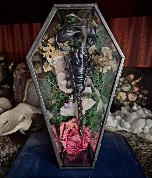 Scorpion Coffin