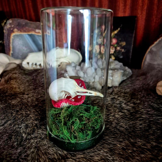 Pigeon Skull Jar