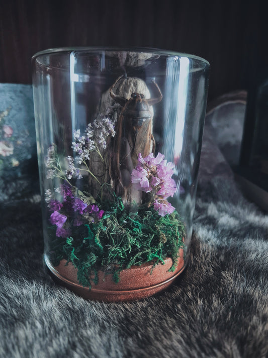 Giant Water Bug Dome
