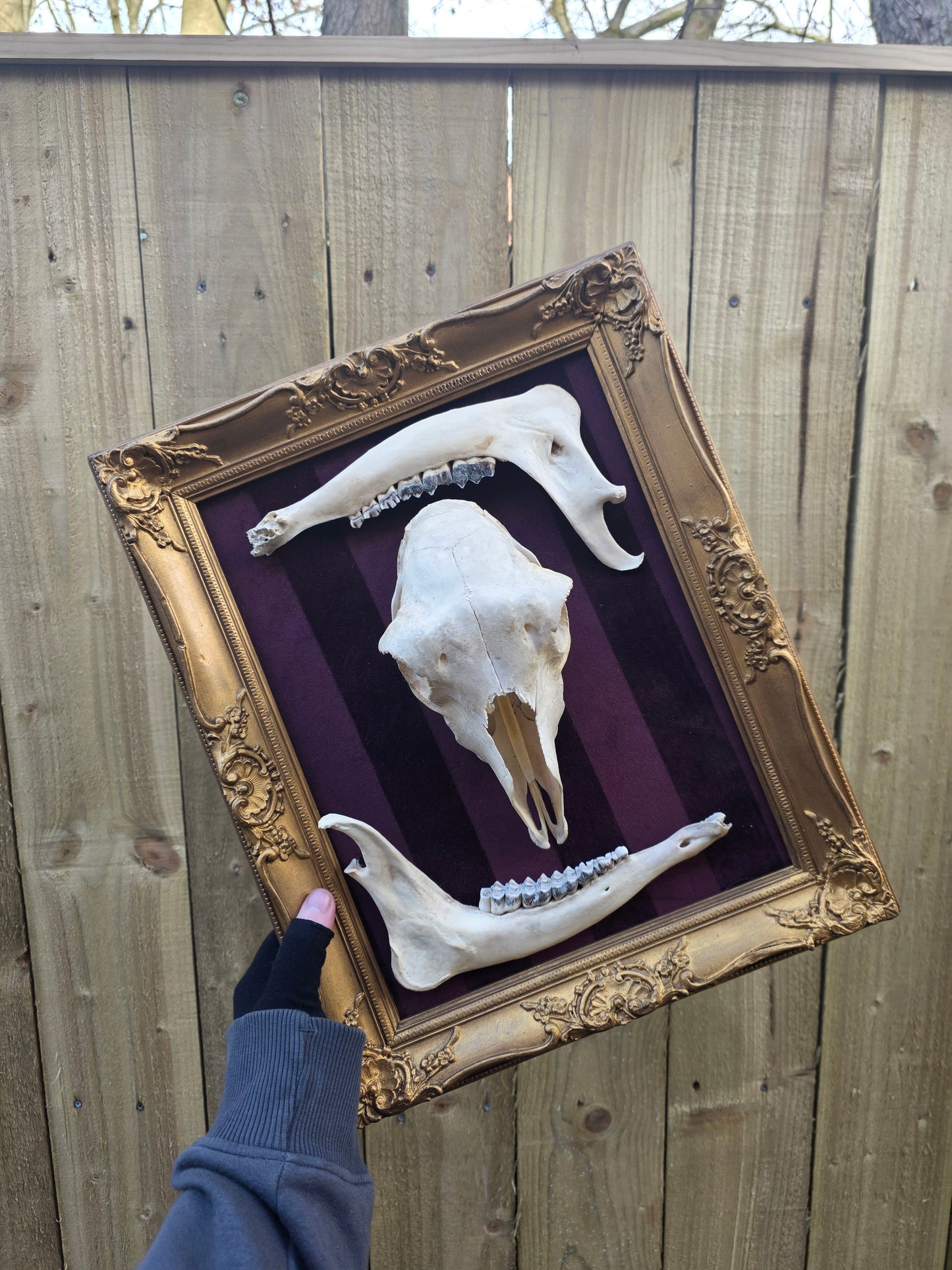Sheep Skull Frame