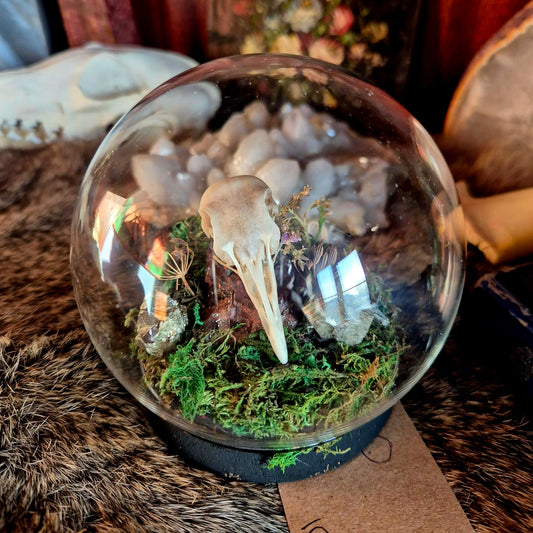 Pigeon Skull Bubble Dome