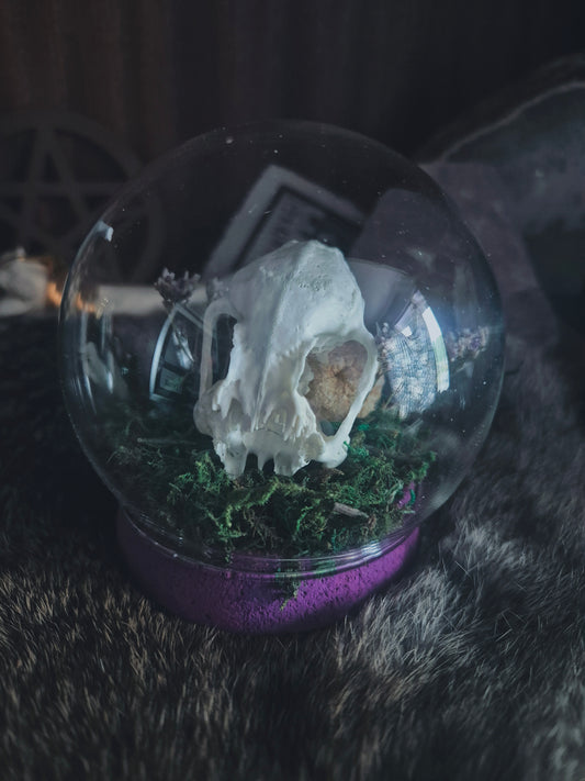 Partial Rabbit Skull Dome