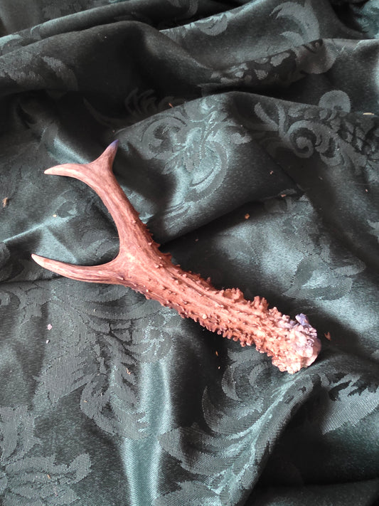 antler