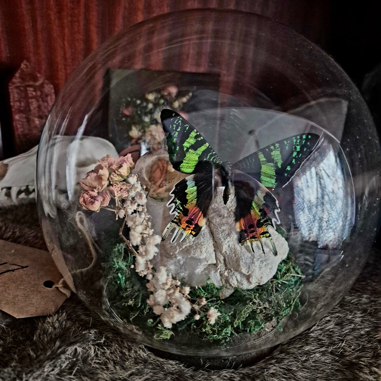 Crow Skull and Moth Bubble Dome