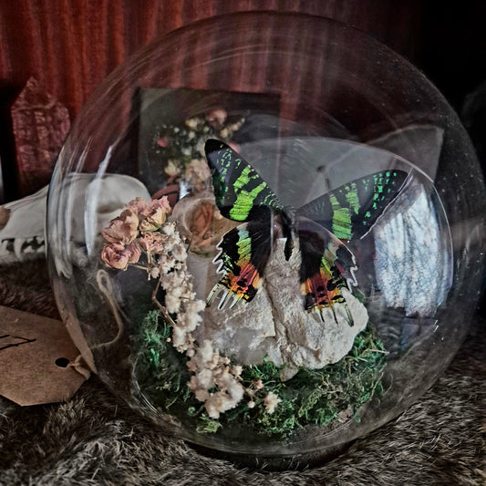 Crow Skull and Moth Bubble Dome