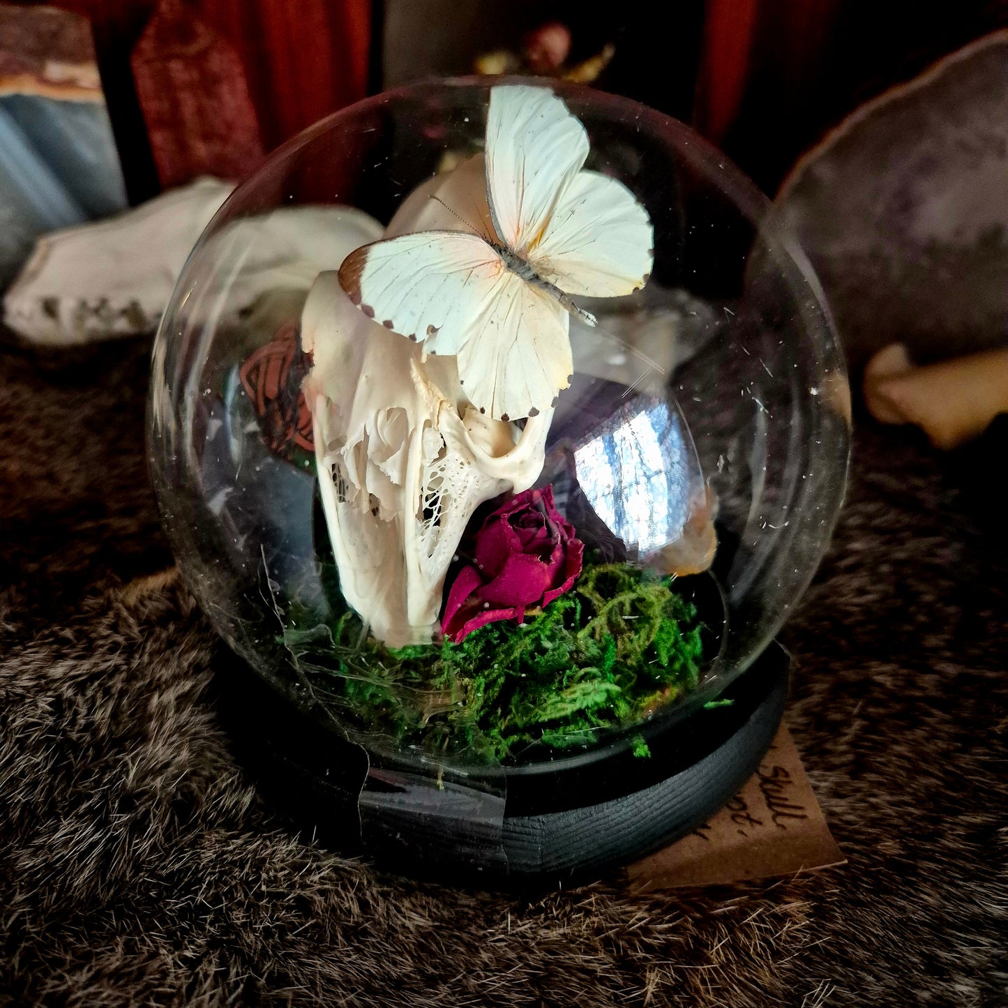 Rabbit Skull and Butterfly Bubble Dome