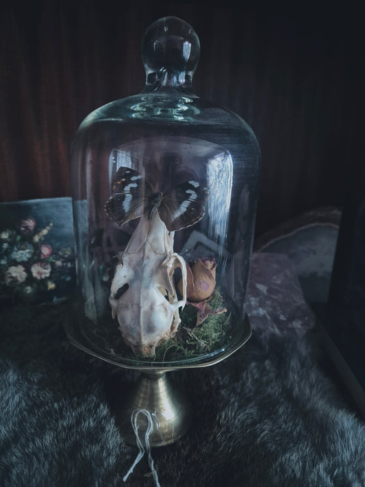 Hare Skull and Butterfly Dome