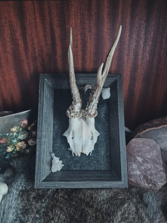 Deer Skull Cap Frame