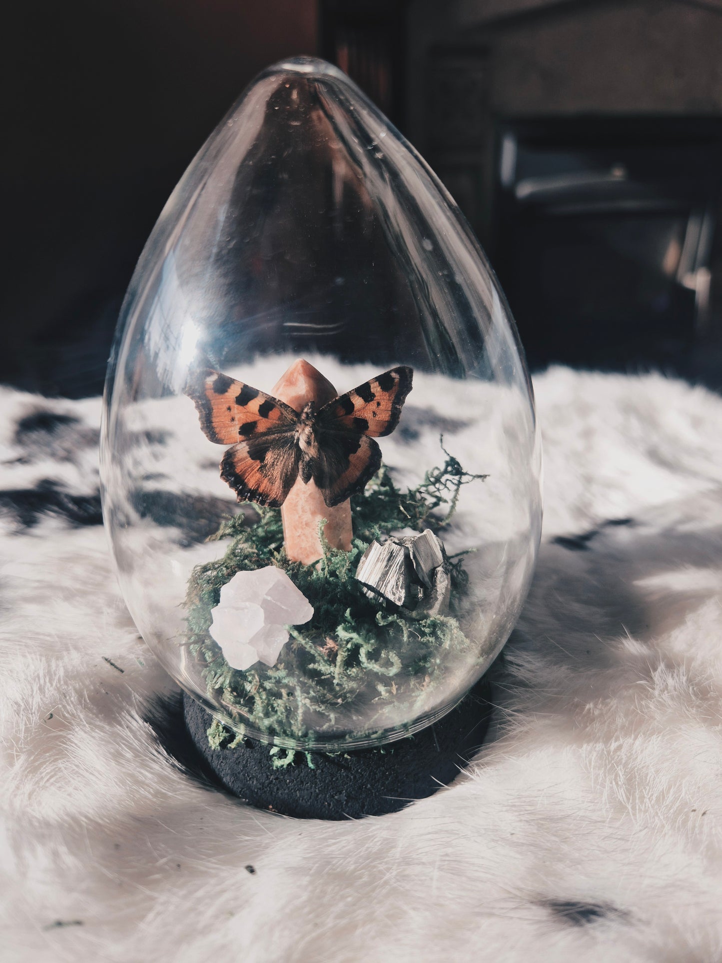 Tortoiseshell Butterfly