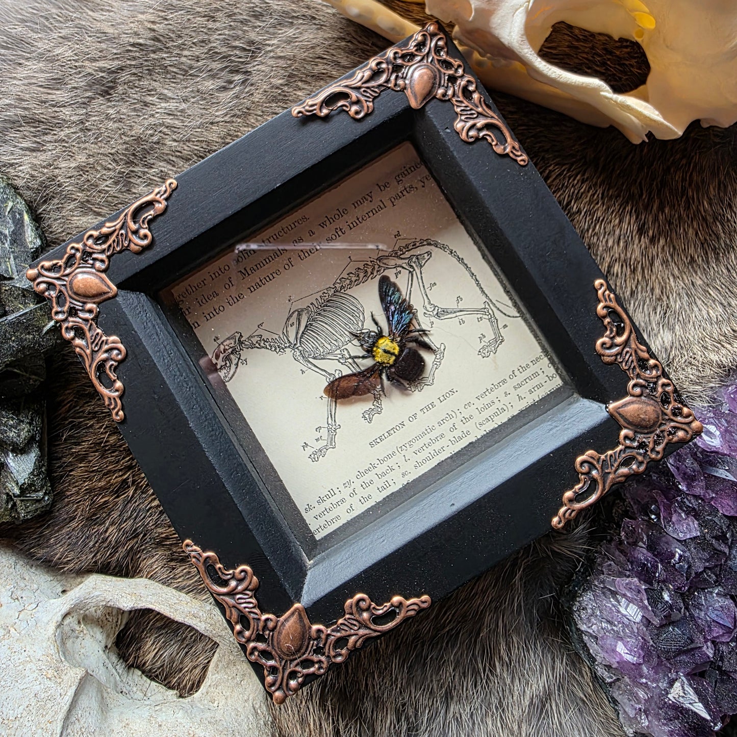 Carpenter Bee Frame