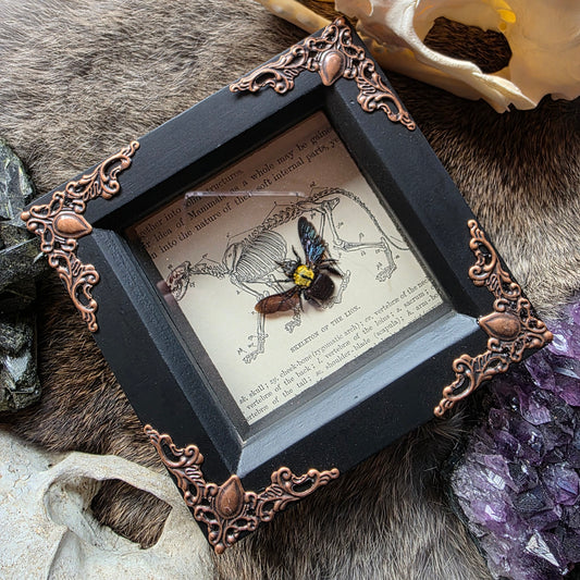 Carpenter Bee Frame